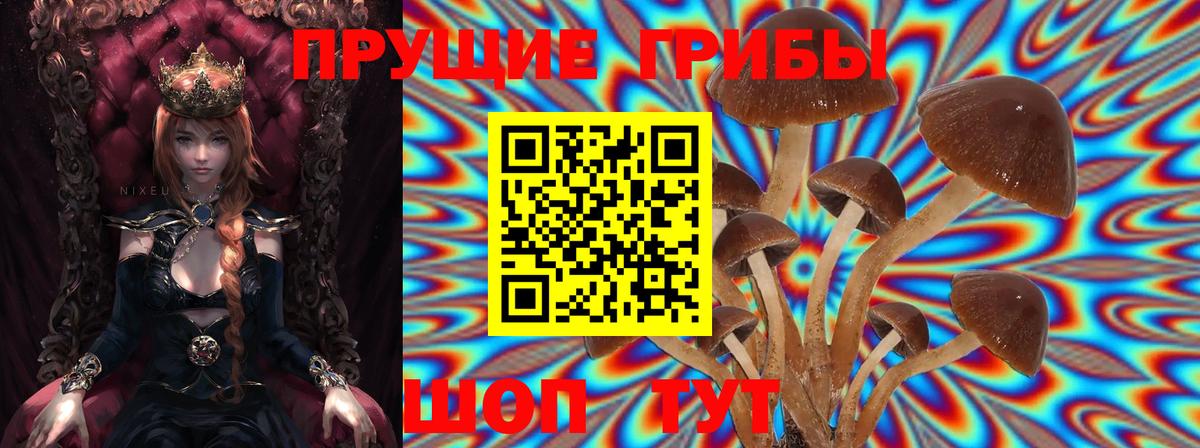 Псилоцибиновые грибы Psilocybine cubensis  Галлюциногенные грибы мицелий  Искитим  Вход с VPN 